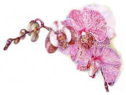 Odontoglossum wyattianum orchid print