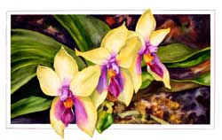 Phalaenopsis Print