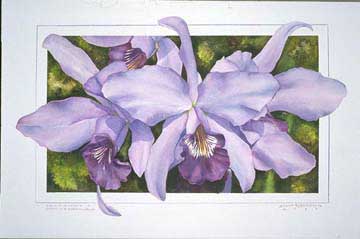 Laelia Print